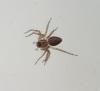Oxyopes sp.
